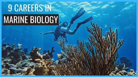 While ZipRecruiter is seeing salaries as high as 93,346 and as low as 28,004. . Entry level marine biology jobs florida